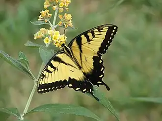 Papilio glaucus