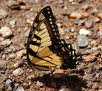 Papilio glaucus