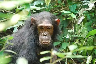 Chimpanseeoorlog in Gombe National Park