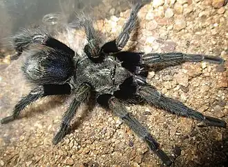 Euathlus truculentus