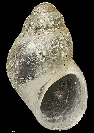 Eatoniella rakiura