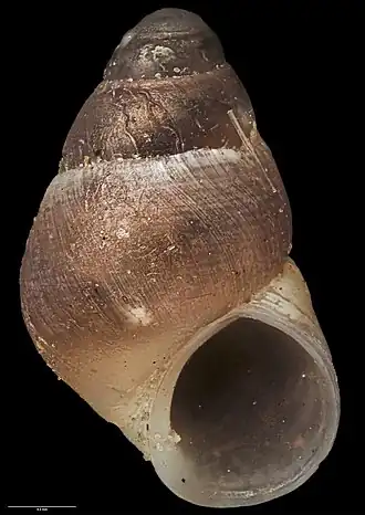Eatoniella bathamae