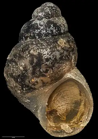 Eatoniella atervisceralis
