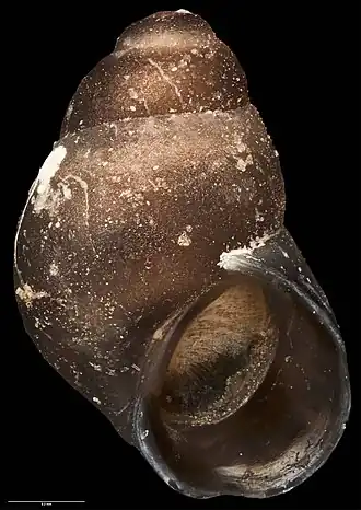 Eatoniella notalabia