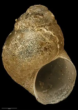 Eatoniella pullmitra