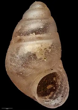 Eatoniella fossa
