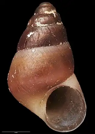 Eatoniella smithae