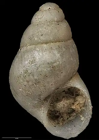 Eatoniella obtusispira