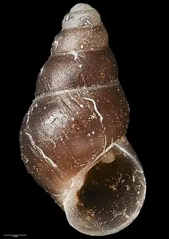 Eatoniella stewartiana