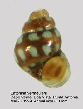 Eatonina vermeuleni
