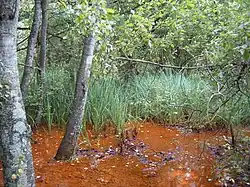 Moerassige oevers van de Eau Rouge in de buurt van de Pouhon de Bernister.