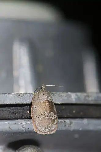 Ebodina elephantodes