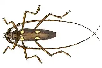 Eburia pedestris