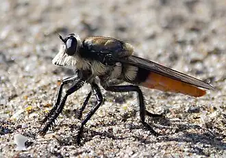 Eccritosia rubriventris