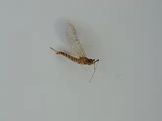 Ecdyonurus aurantiacus