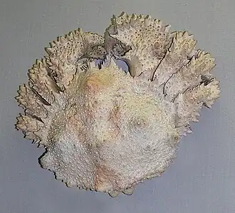 Lopholithodes mandtii