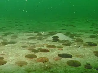 Echinarachnius parma