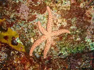 Echinaster arcystatus