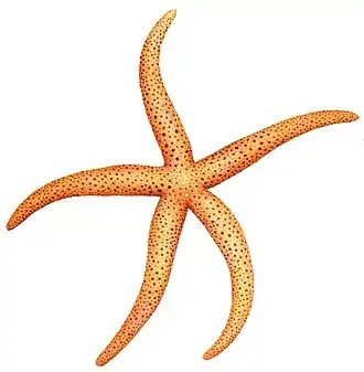 Echinaster varicolor