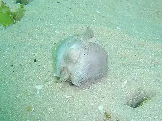 Echinocardium capense