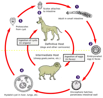 Echinokokkose levenscyclus