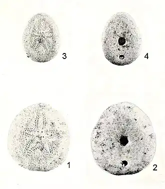 Echinocyamus planissimus