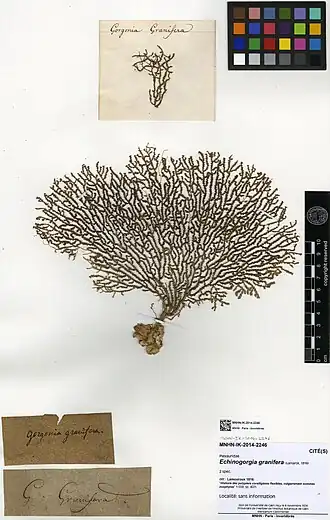 Echinogorgia granifera