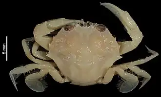 Echinolatus caledonicus