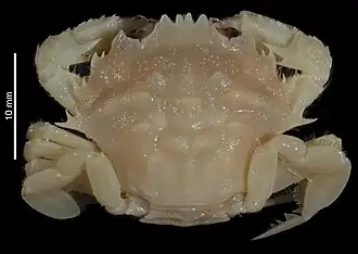 Echinolatus proximus