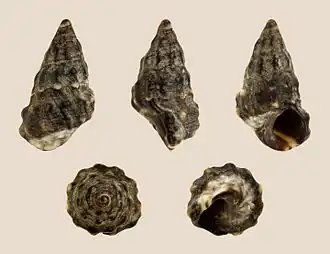 Echinolittorina malaccana