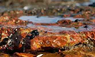 Echinolittorina meleagris