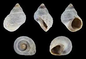 Echinolittorina radiata