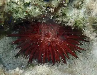 Echinometra lucunter