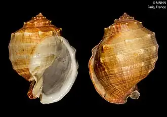 Echinophoria coronadoi