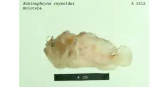 Echinophryne reynoldsi