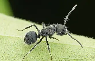 Echinopla lineata