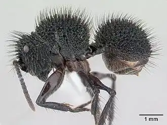 Echinopla melanarctos