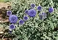 Echinops ritro