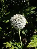 Echinops exaltatus