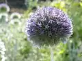 Echinops strigosus