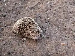 Kleine egeltenrek in het Renialareservaat nabij Ifaty