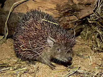 Kleine egeltenrek in de Zoo Pilsen in Tsjechië