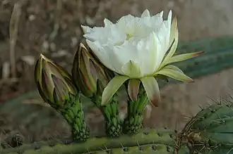 Echinopsis peruviana