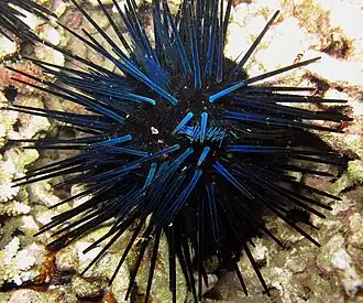 Echinothrix diadema