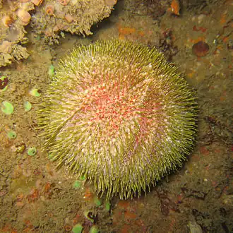 Echinus esculentus bij de kust van de Bretonse plaats Carantec