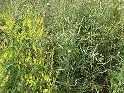 Een close-up van de associatie