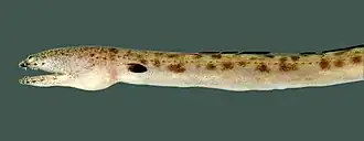 Echiophis intertinctus