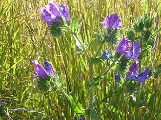 Weegbreeslangenkruid