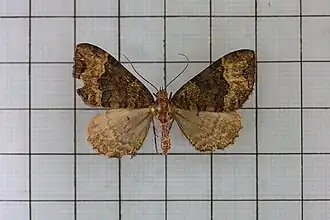 Ecliptopera muscicolor
