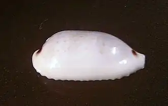 Eclogavena quadrimaculata